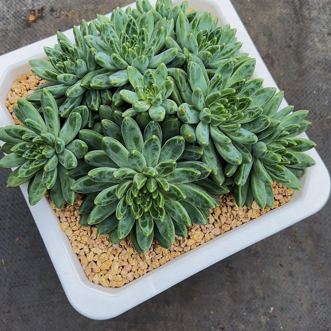 青花瓷青花瓷青花瓷