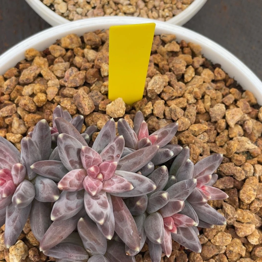 一颗大乌拉加一个伊卡