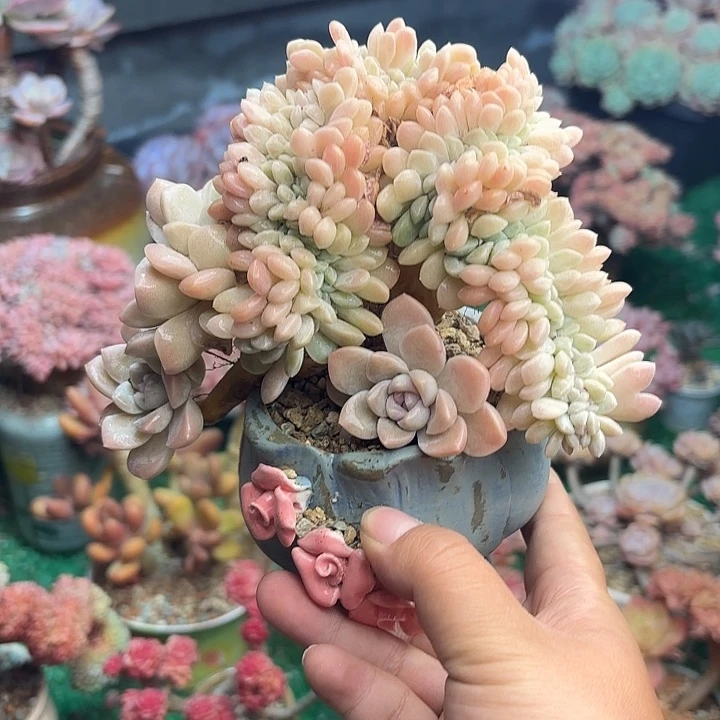 奶油美人缀一颗 一物一拍