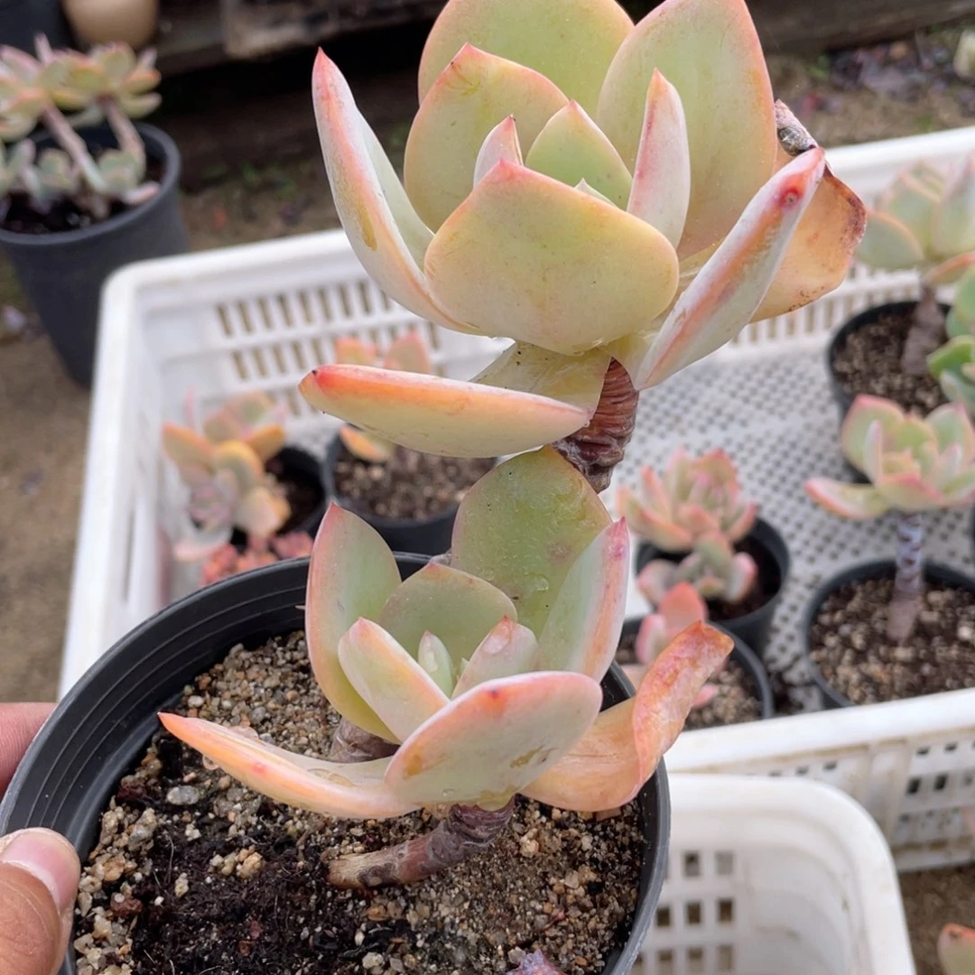 2414  白凤 六月六