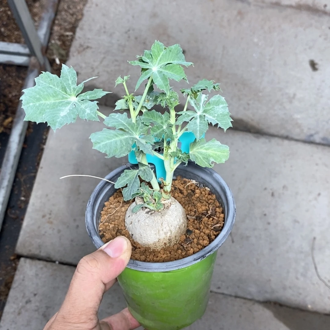 锦珊瑚多肉植物一个