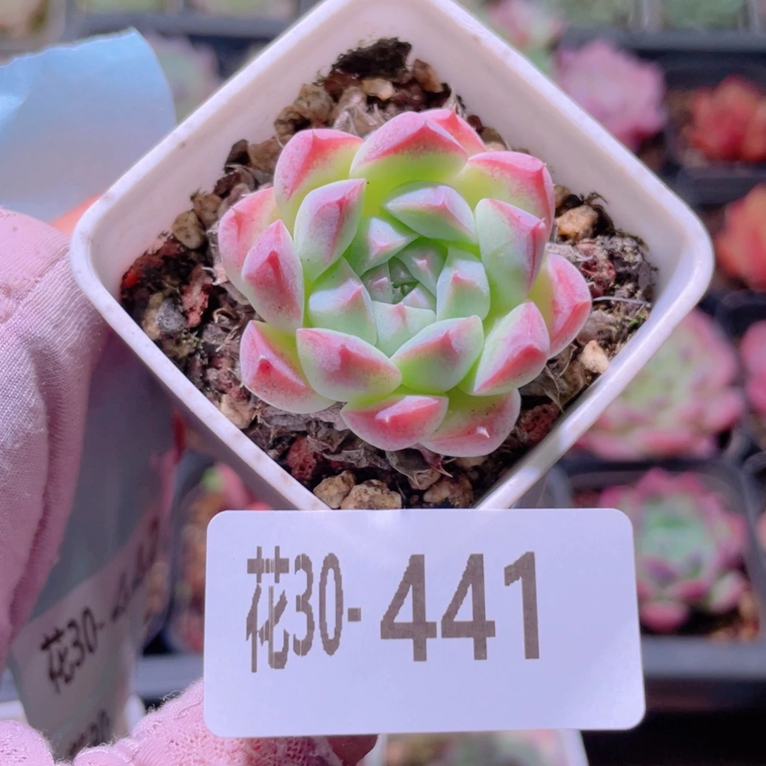 花利美30-441画扇