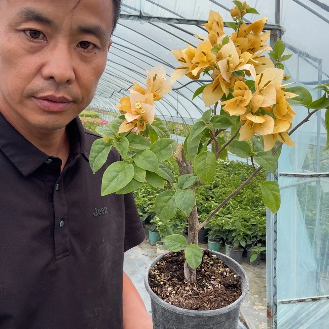 苏瓦娜三角梅18.8