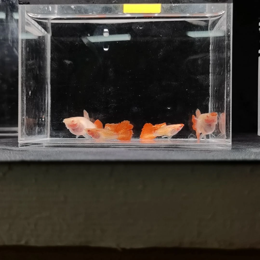 孔雀鱼编号48红龙白子玻璃猫