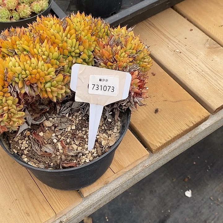 福利虎鲸缀，731073