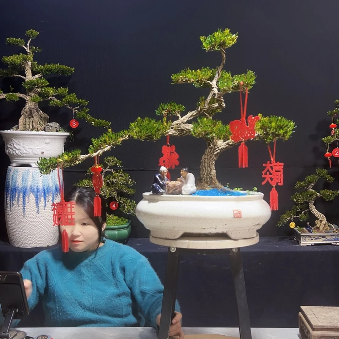 绿植皱皮黄杨木