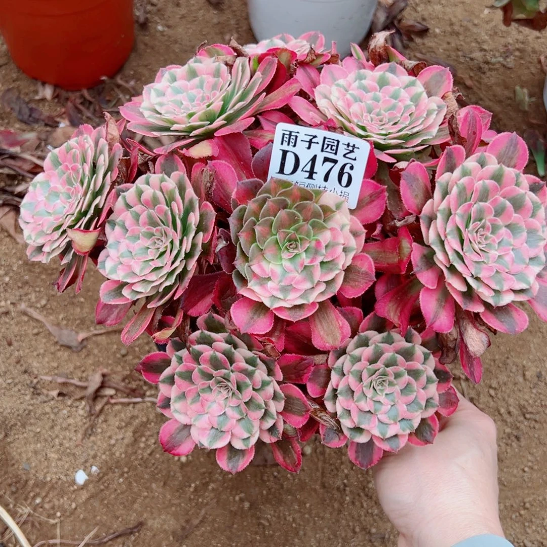 476红彤白尺寸23左右
