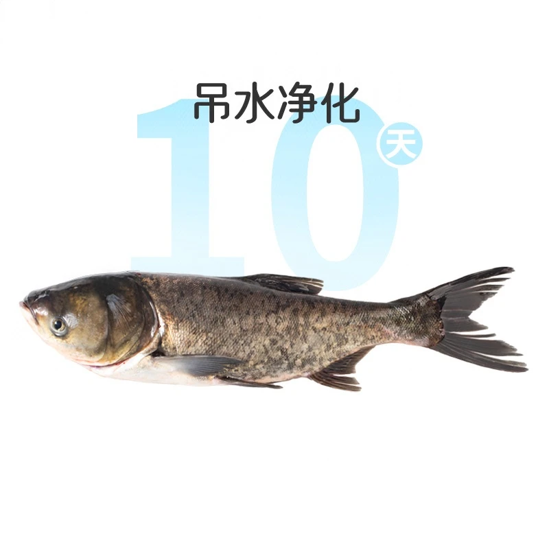 鲜活吊水花鲢鱼1条 约1.5kg