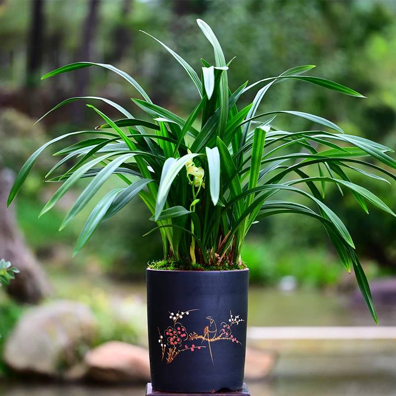 建兰铭品【云鼎素荷】紫砂盆栽好种好室内外易养活盆栽