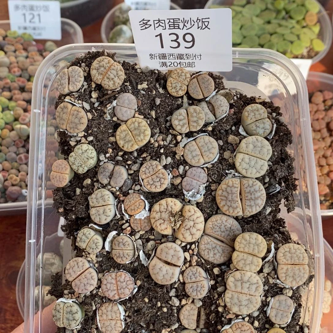 感谢您的支持，00139