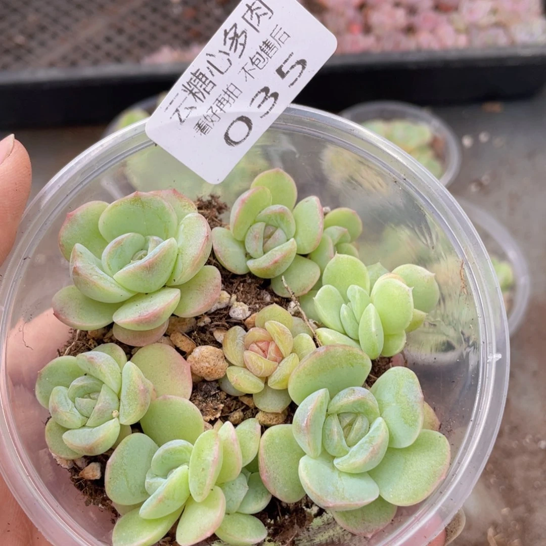 平***瓜云糖心多肉植物35