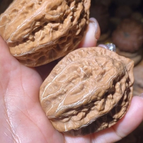 文玩核桃把件东北野生楸子小美53