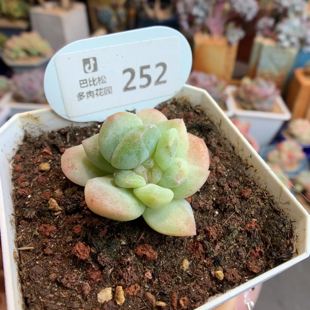 252黄透心冰玉石化多肉
