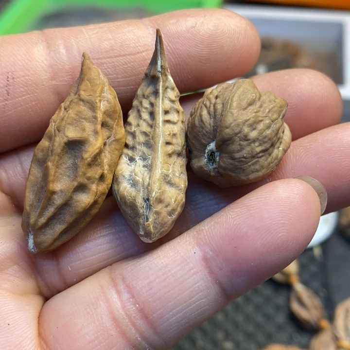 吊坠文玩核桃娜姐32