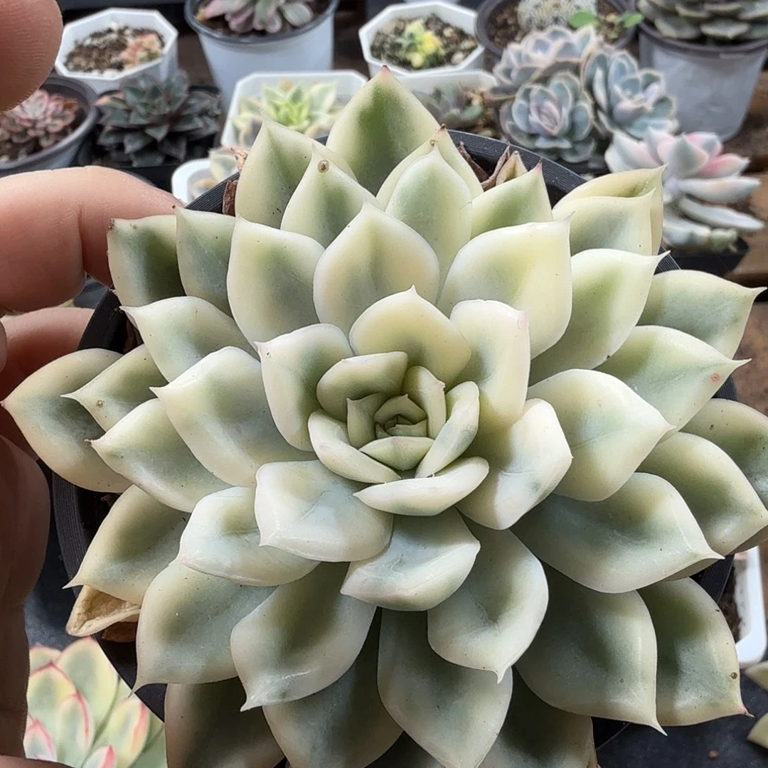 月亮仙子锦 小方花圃一物一拍