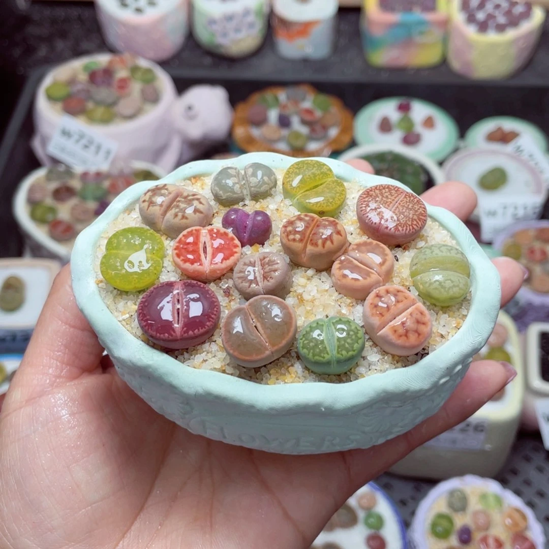 w7232 -零下地区拍保温箱-15支持寄养