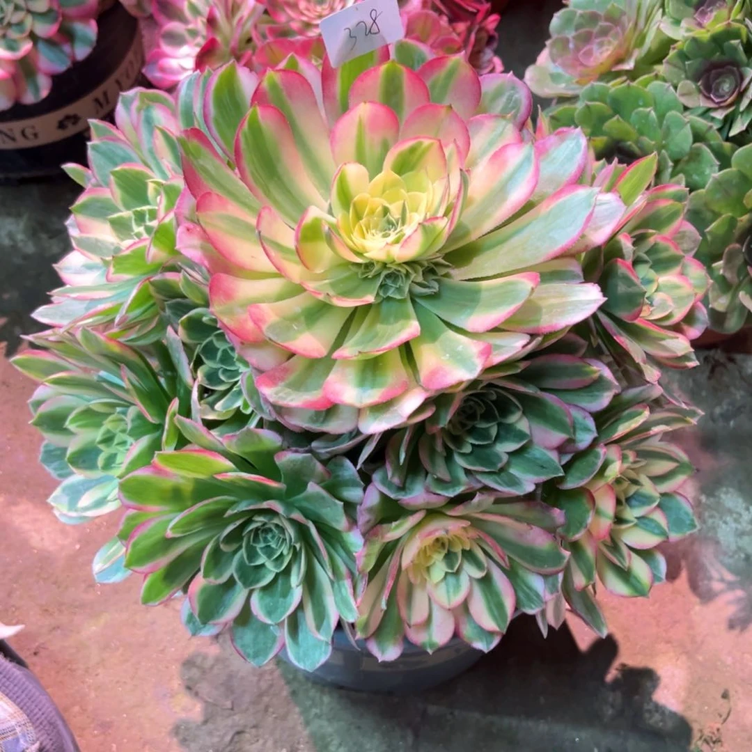 小**迹多肉植物海王328