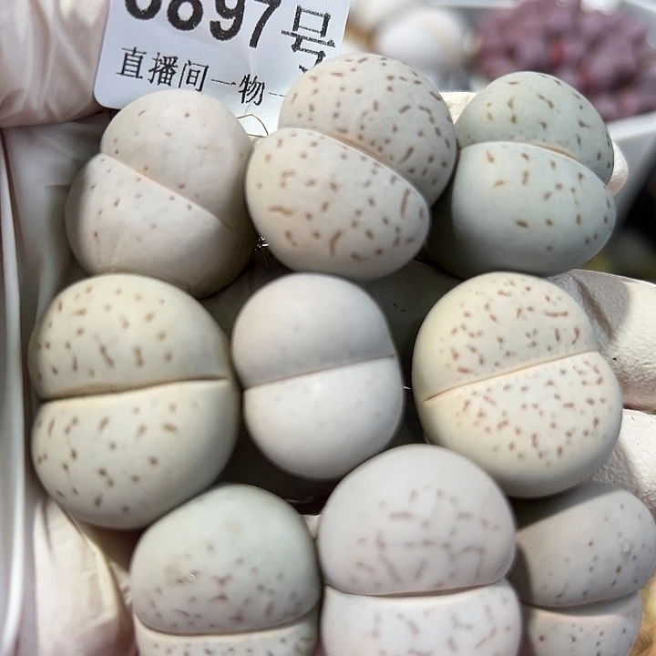 8897 好养易活生石花大母本9个2/2.5cm下播福利