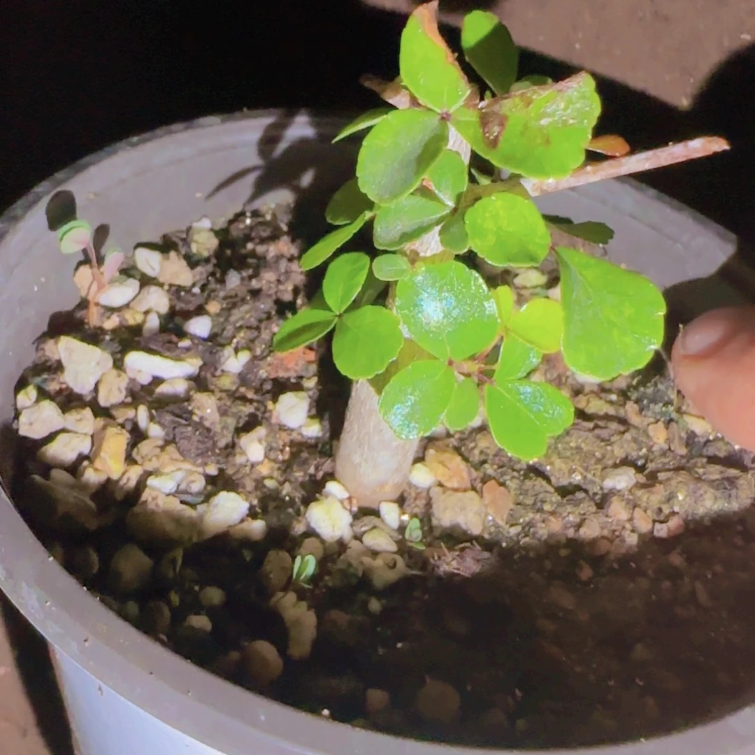 想***漂块根植物块根植物