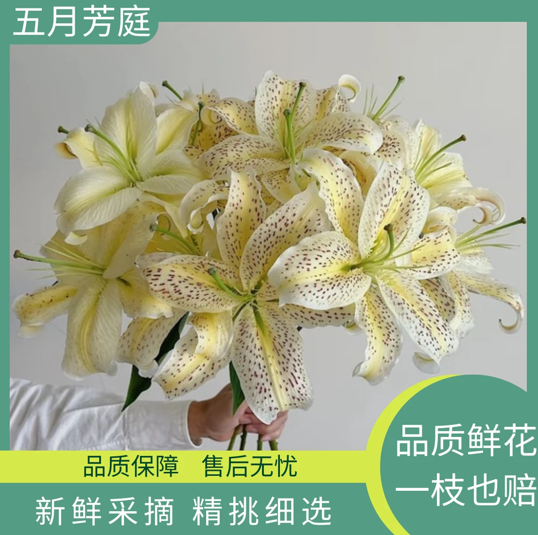 3头【老虎沐恩】百合高级稀缺#小众#鲜花花材