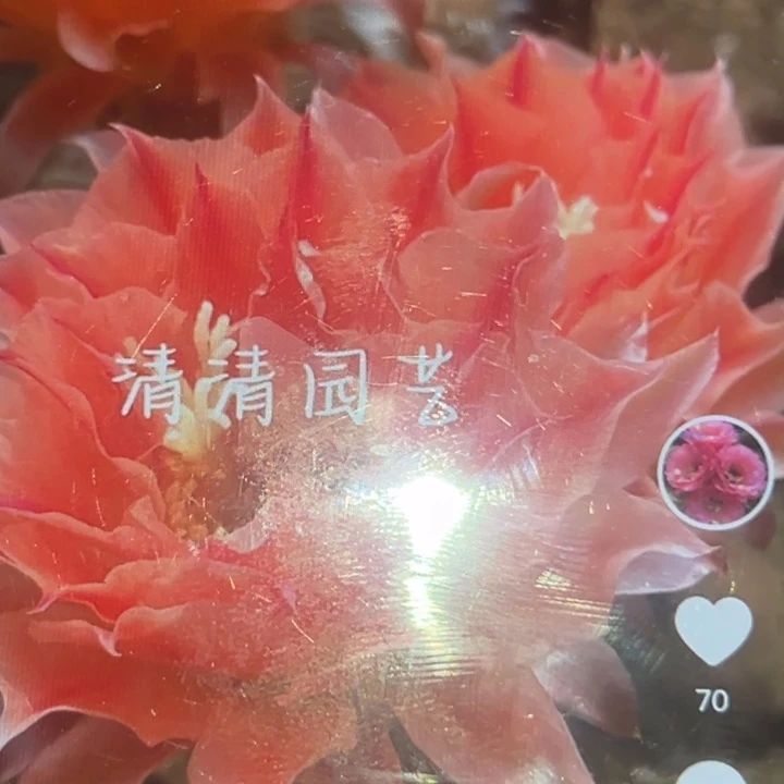 清清3-168侧牙瑕疵黑点