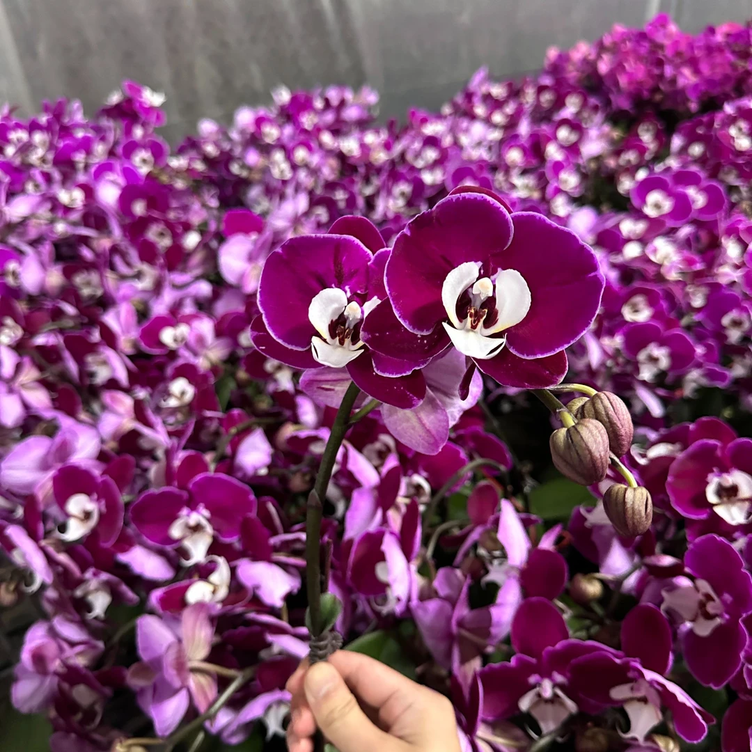 花悦里【米歇尔】名贵品种稀有品种大花带花发货 广州源头基地