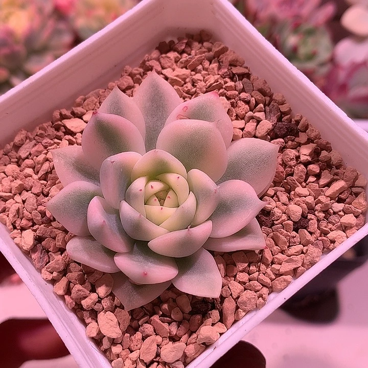 阿尔巴西施锦锦锦锦