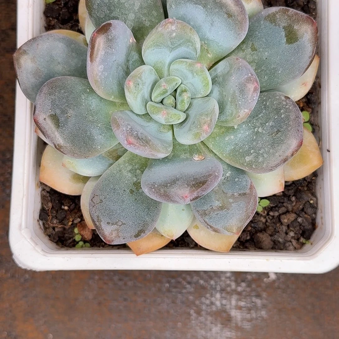 风***华单头美人多肉植物