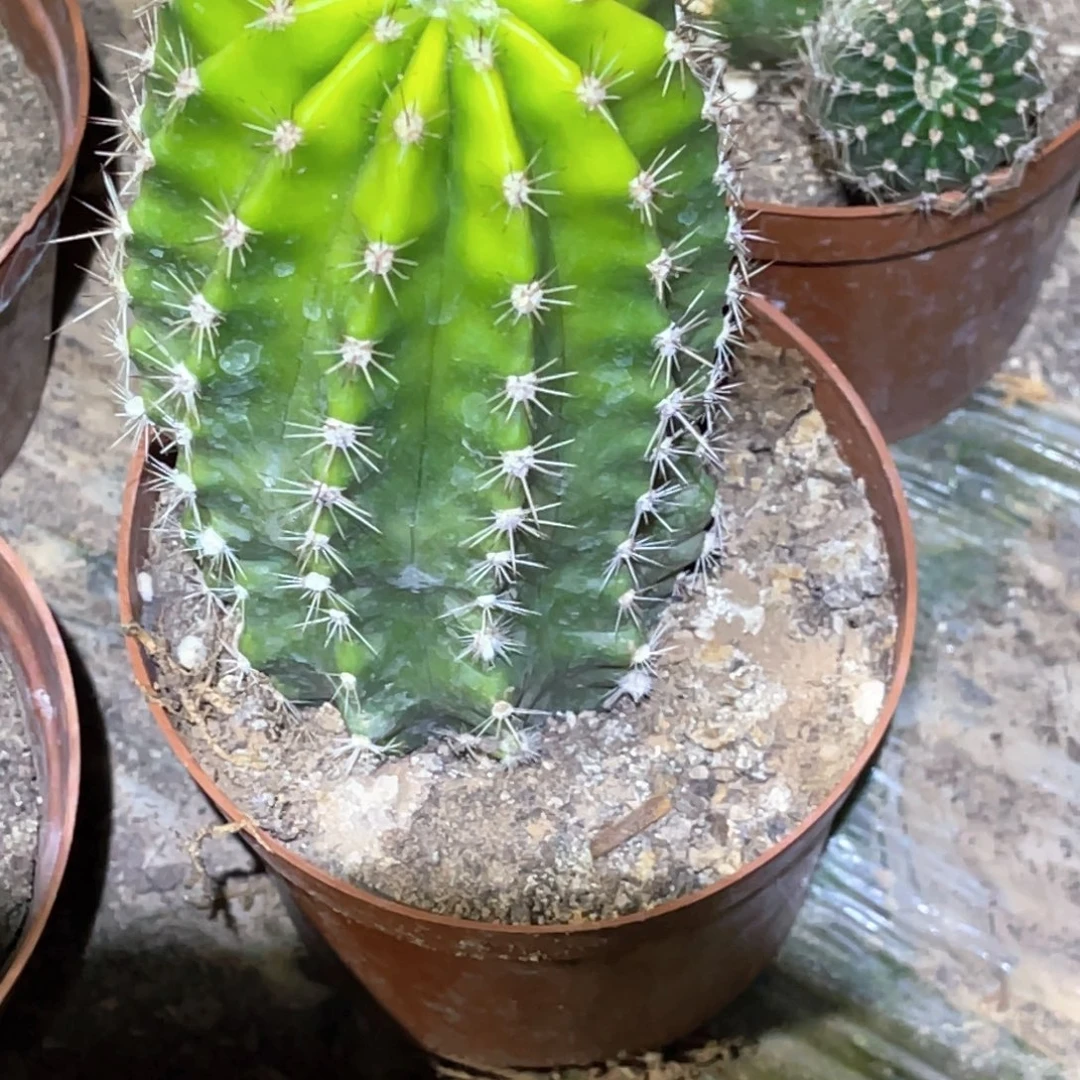 听***出彩草 1颗脱土脱盆摘花满20包邮