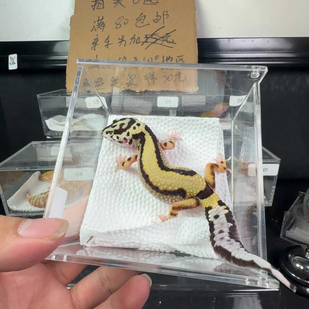 豹纹守宫土匪妹妹