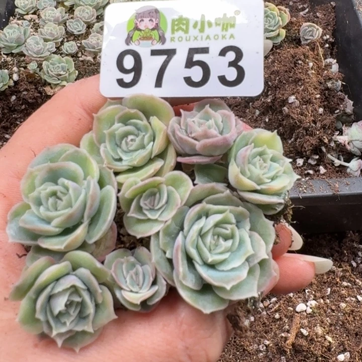 多肉植物多肉植物
