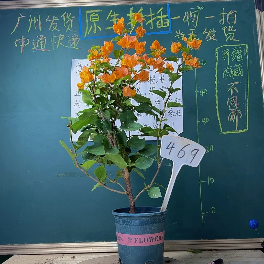 当前无花栽培后可以开花绿叶橙469