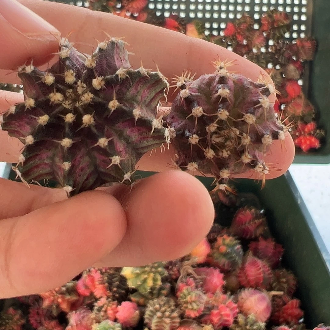 加***x48好看的米哈冲冲冲