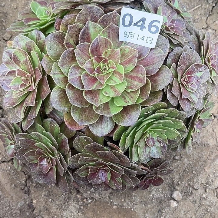 9.14-46花月夜多肉植物3