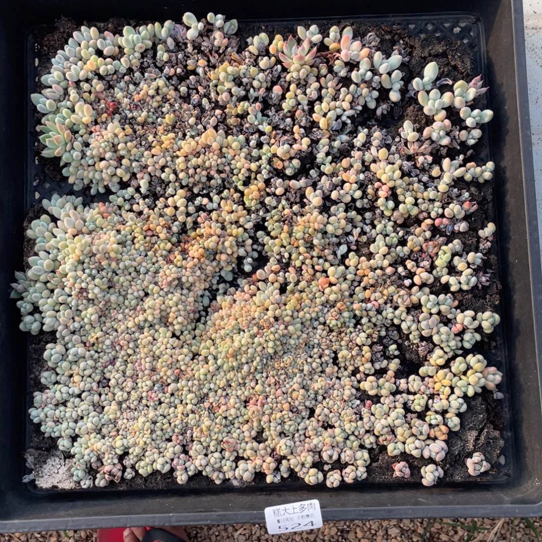 糕大上多肉植物524