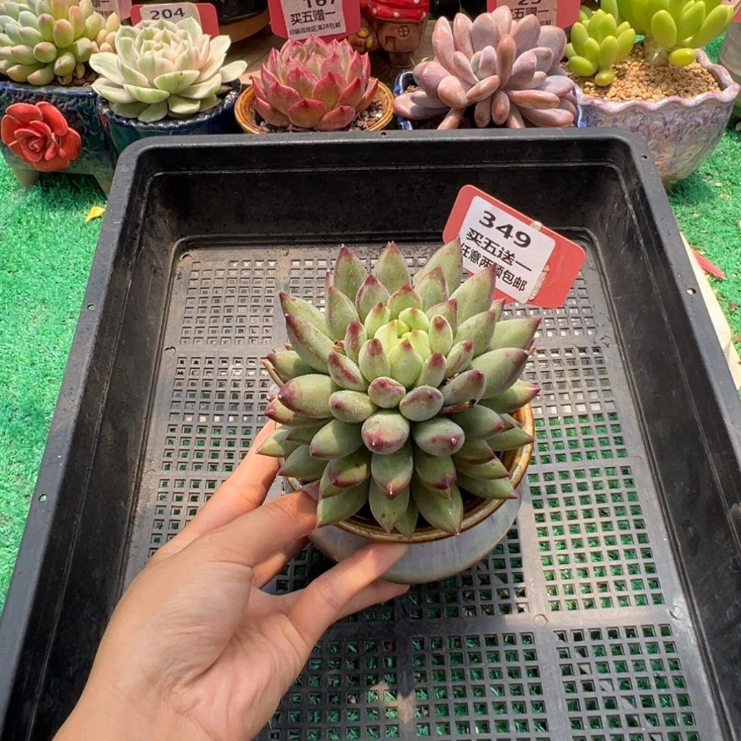 表妹精品多肉植物349.