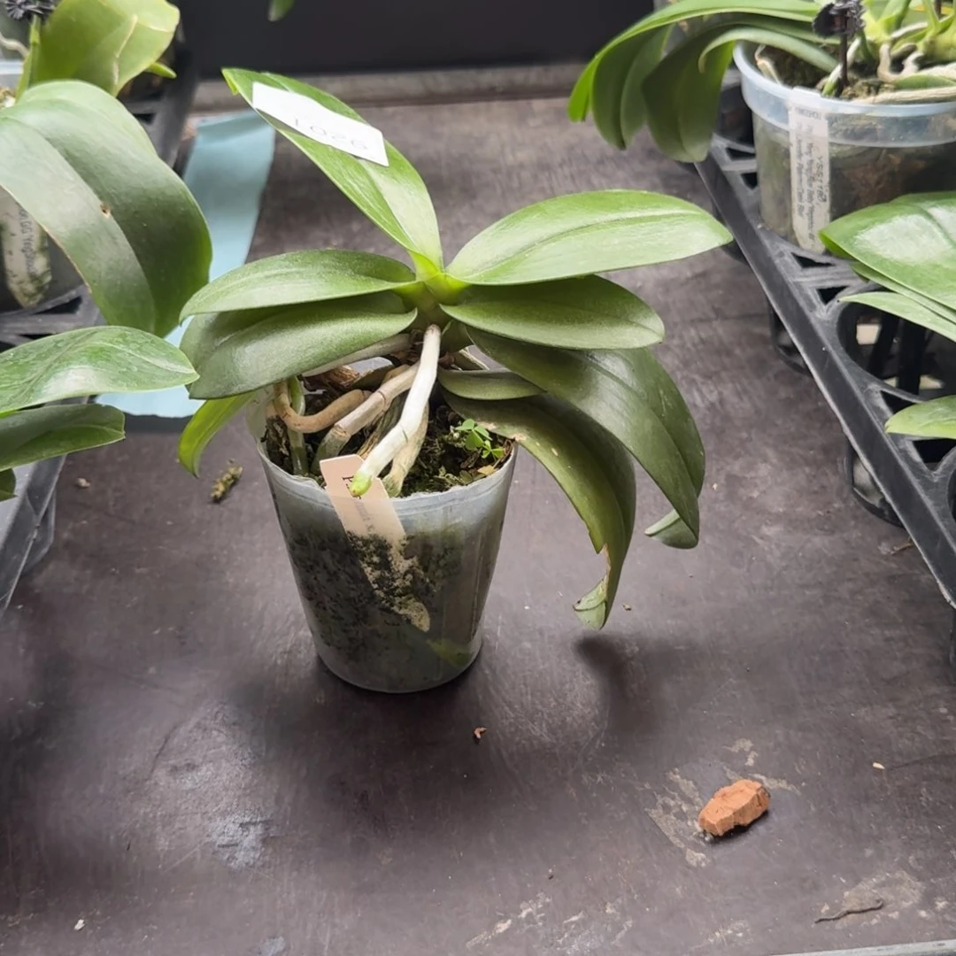 当前无花栽培后可以开花9201 瑕疵2.5 黑曼尼