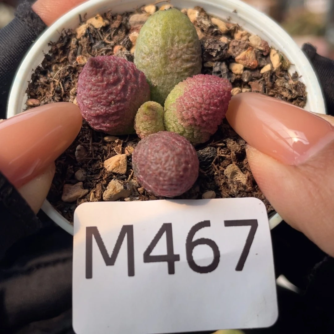 少女心。  467。