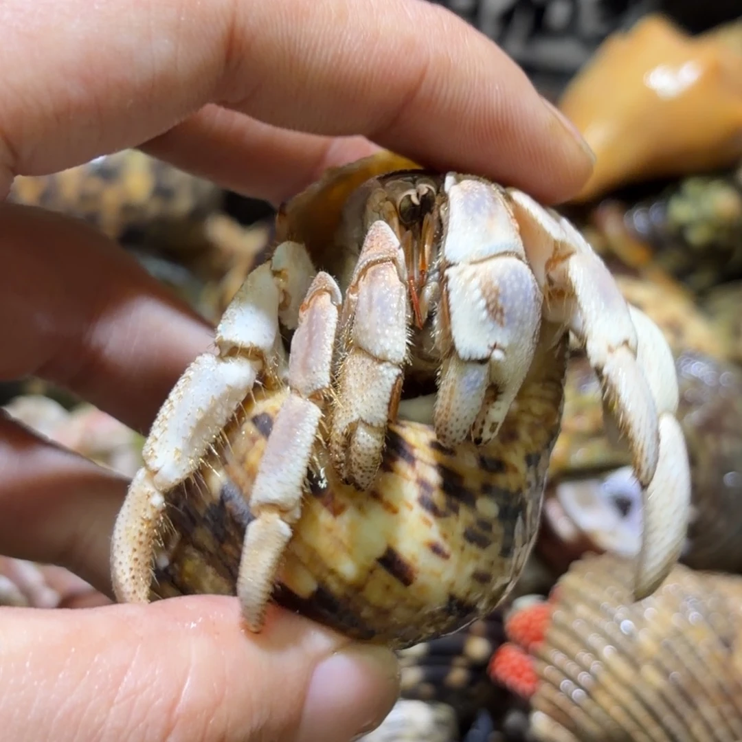 活体寄居蟹 不退不换 4
