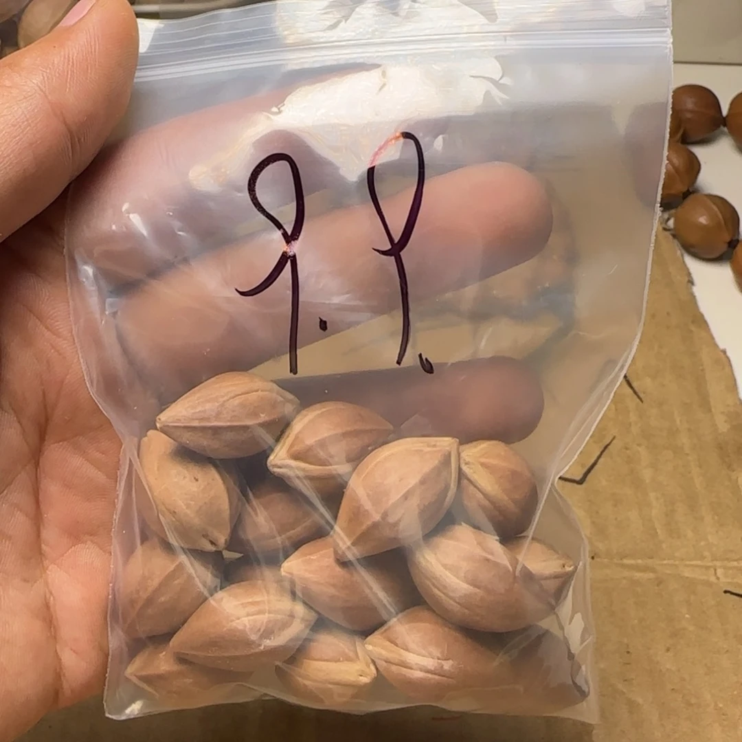 【闪购商品】橄榄核手串/手链1111111