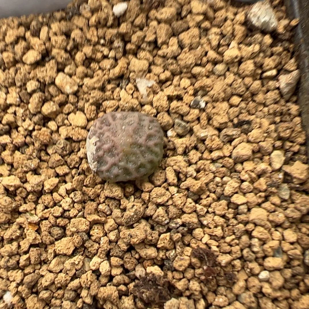 17-107超级烧麦多肉植物