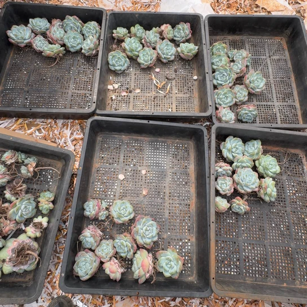 冰玉多肉植物10棵不售后