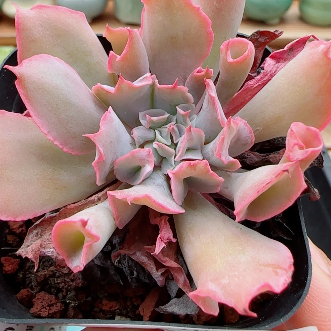 花语逸镜1013-403粉红猪小妹