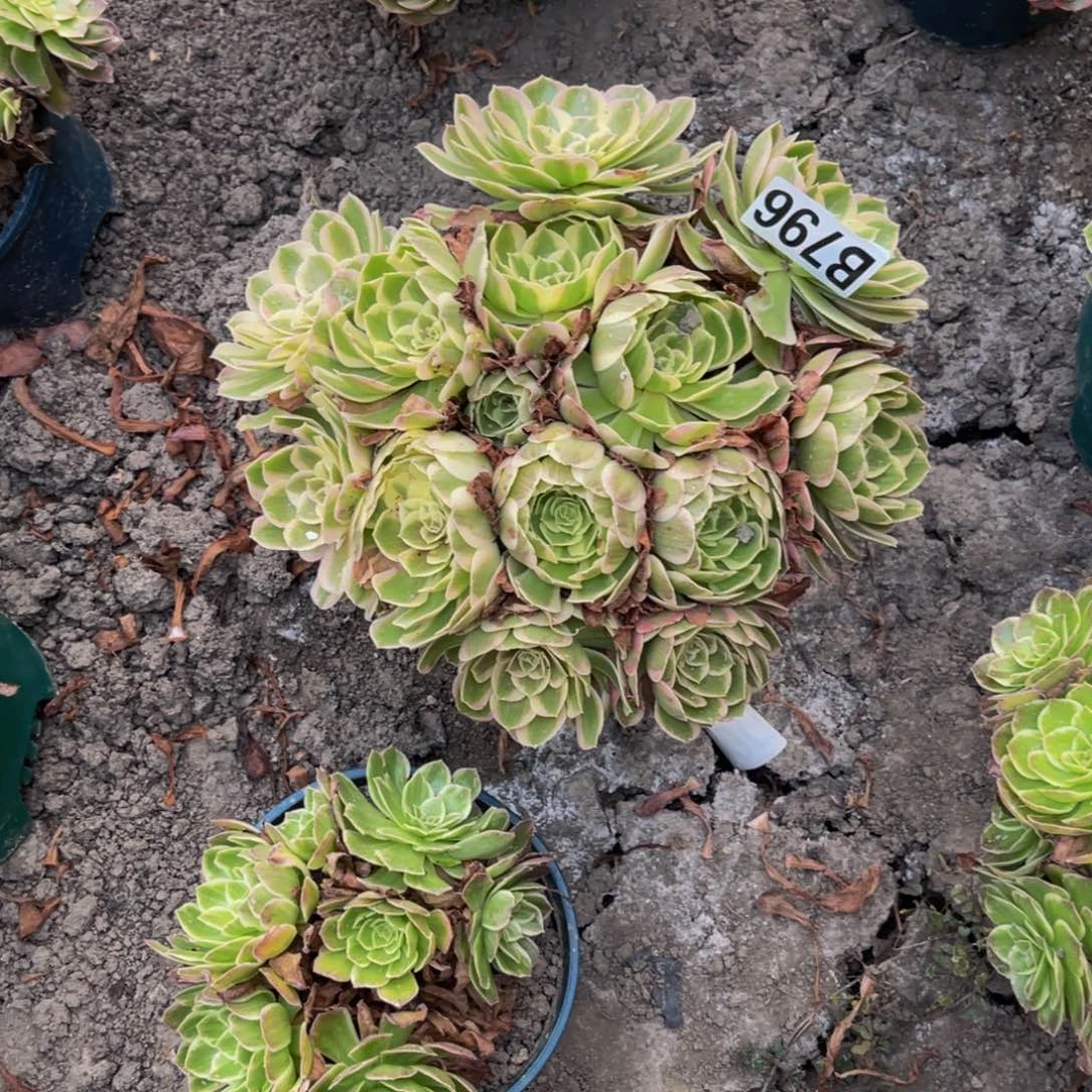 孔雀翎法师28//-22包邮