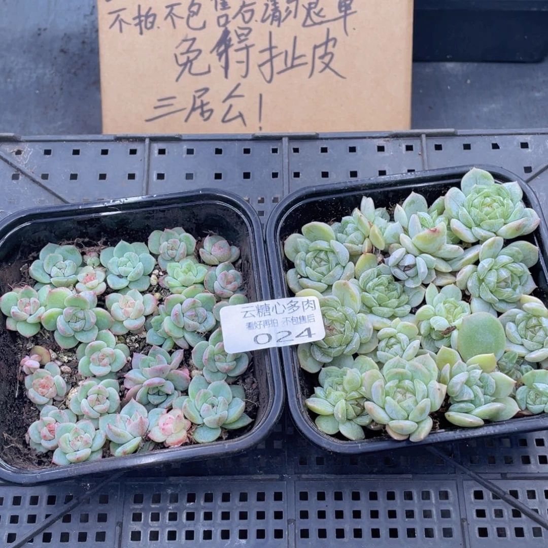 云糖心多肉植物24