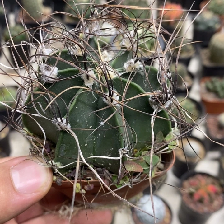 实生瑞凤玉特价福利2