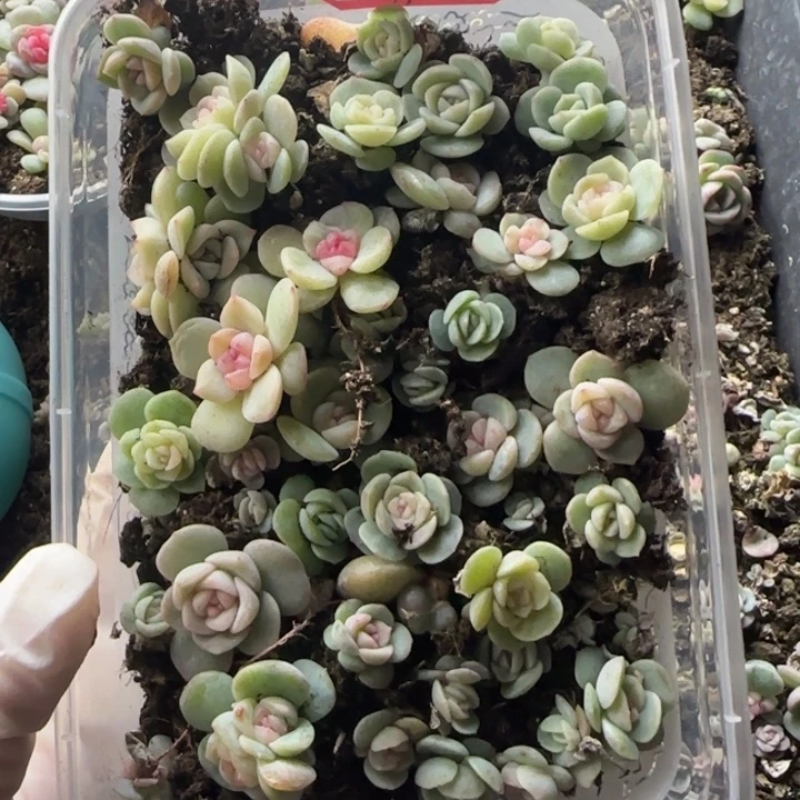 绝绝子多肉一盘90