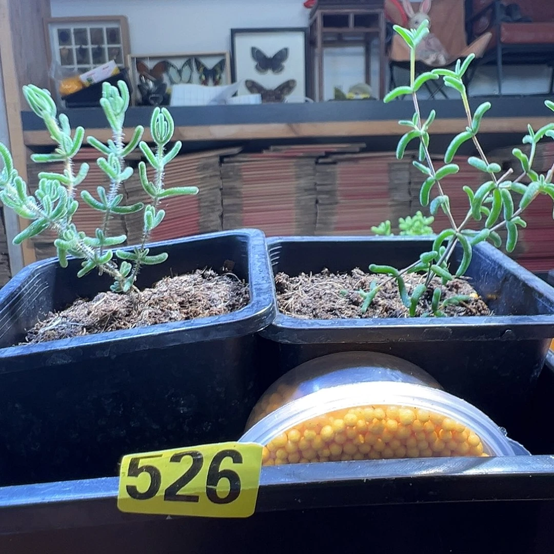 枝干番杏多肉植物526