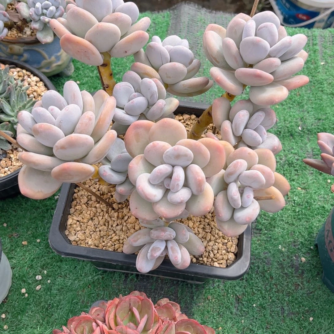 大叶奶，lllowutututut
