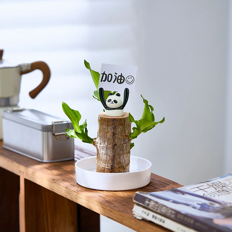 巴西木幸运木室内盆栽懒人好养水培植物办公室桌面绿植净化空气